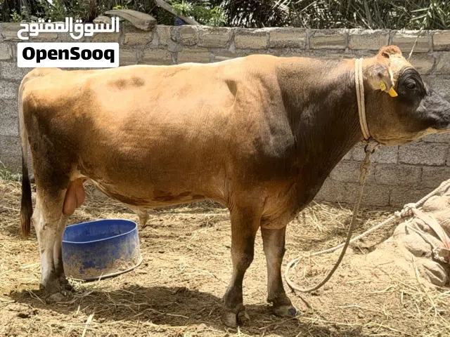 ثور جيرسي بيور للبيع