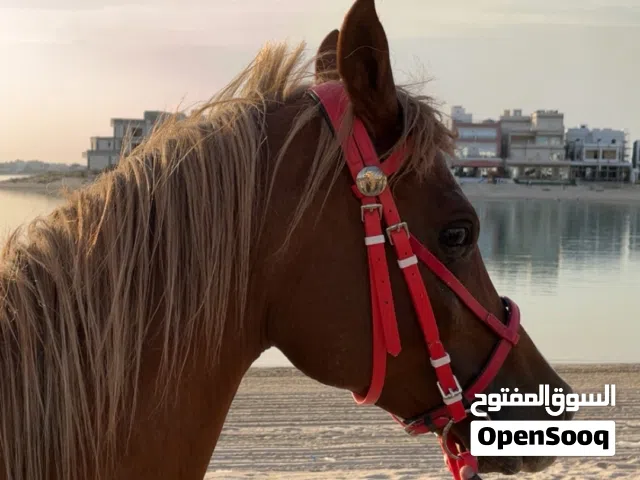 للايجار خيول جميع مناطق الكويت