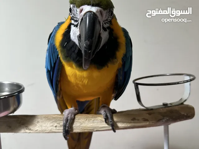Macaw bird for sale