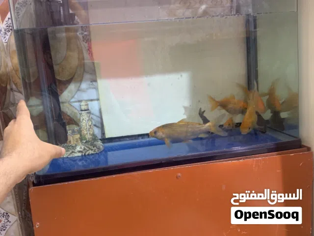 حوض سمك للبيع