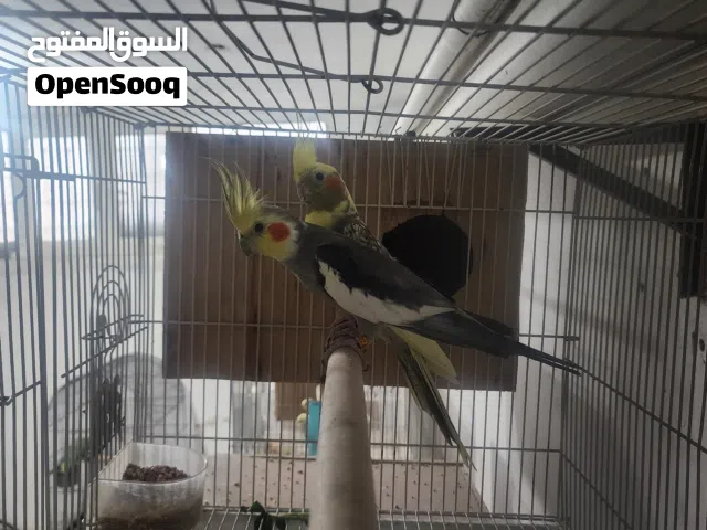 كوكتيل فرنسي رمادي