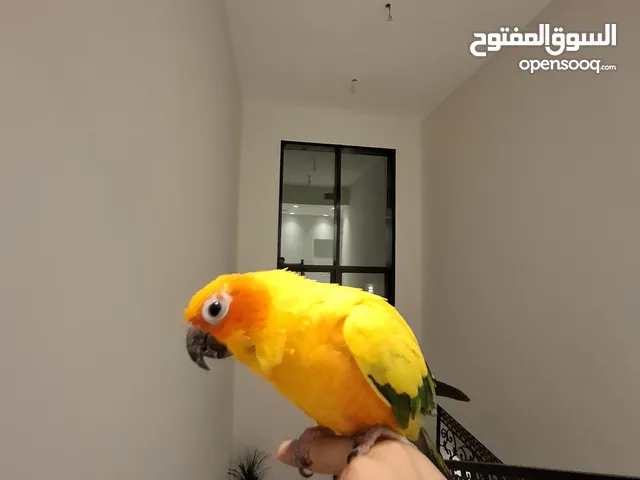 كنيور متدرب + يتكلم