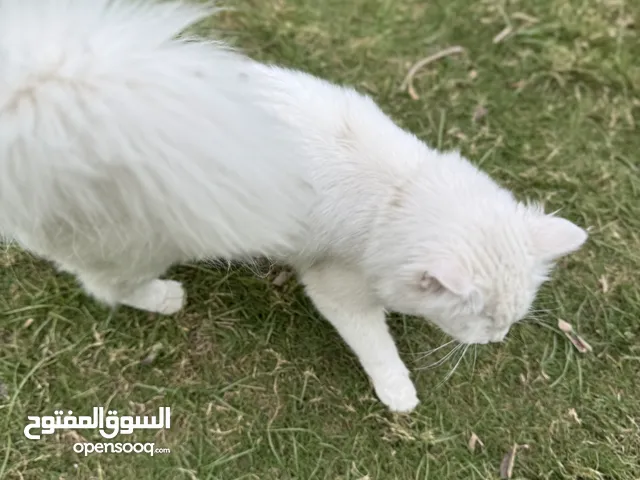 قطة شيرازية طالبة تزاوج