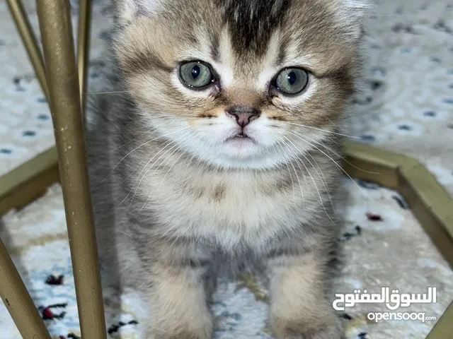 للبيع kittens Persian