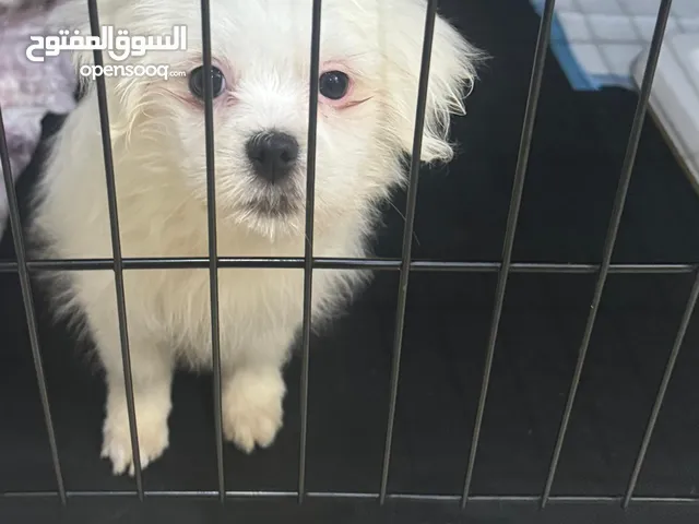 كلب مالتيز للبيع العمربسعر مناسب Maltese dog for sale, one year old, at a reasonable price