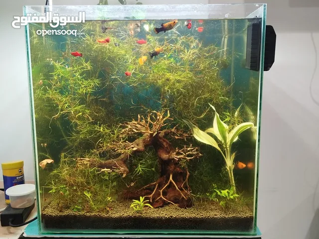 Beautiful planted Fish tank of 50 cm H, 50 cm L and 40 cm W