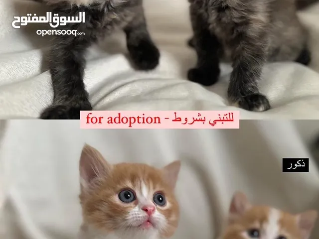 قطط للتبني