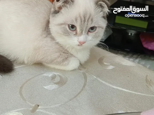 قطط سكوتش فولد للتبني