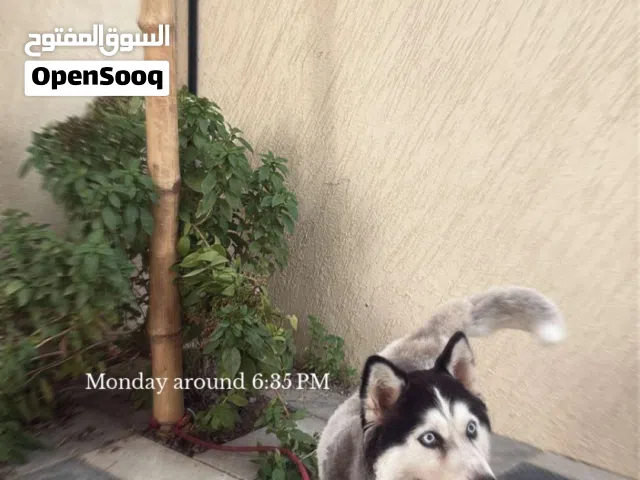 كلب هاسكي يحب الأطفال