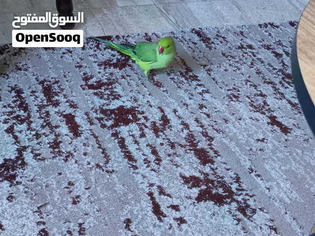 ببغاء الدره اخضر