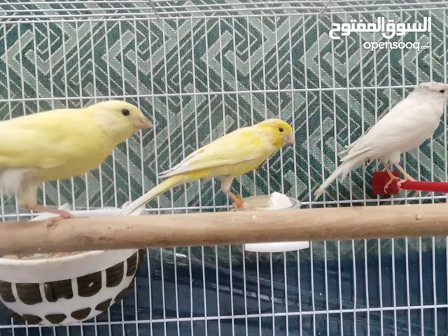 زوج من طيور كناري و فرخ بعمر الشهر وإنتاج ممتاز جداا