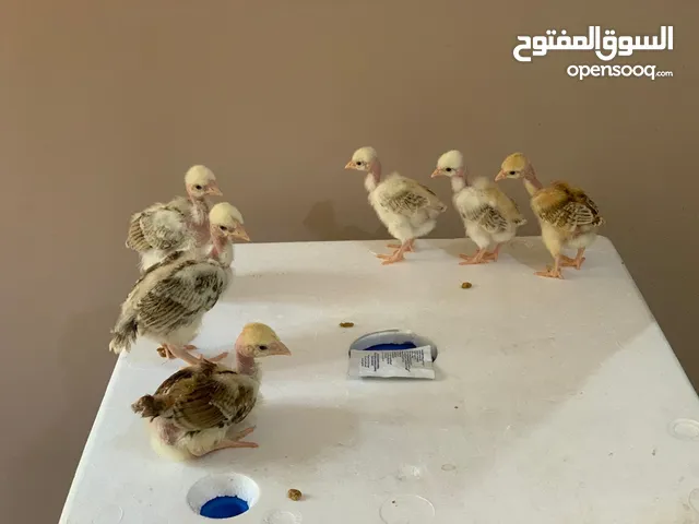كتاكيت فراخ فيتنامي بيور