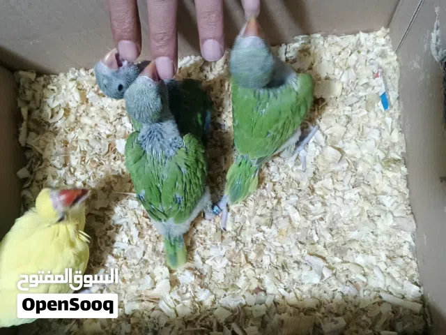 ببغاء دره زق يدوي بسعر حرق بداية طيران علا ال ئيد