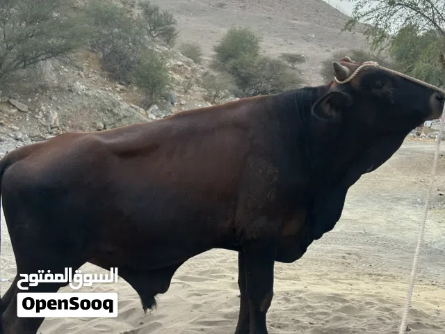 عجل   للبيع