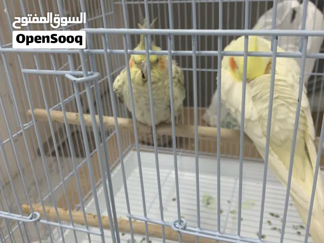 للبيع طيور مغرده