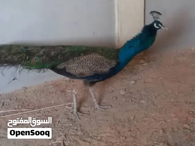 السلام عليكم ورحمة الله وبركاته