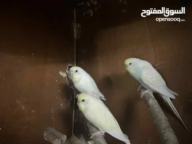 4طيور بادجي