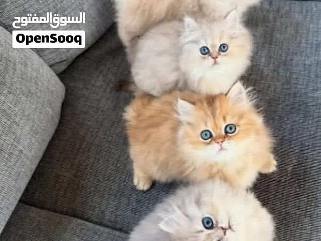 اريد قطه شيرازي مون فيس او اي نوع مثل الي في الصورة للتبني معا اغراضها او لا