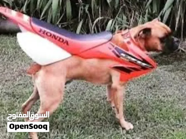 سيكل هوندا CB1000R بحالة الوكالة شرط الفحص