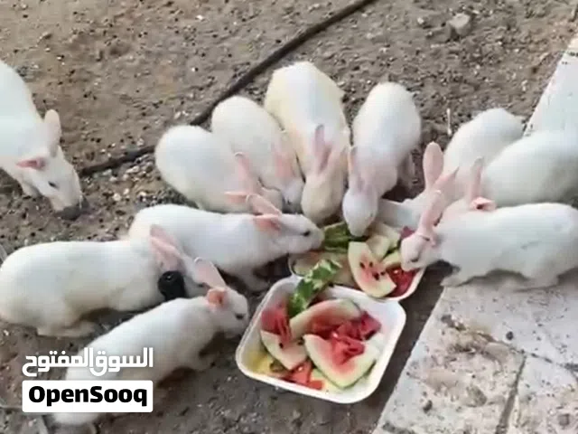 ارانب عيون حمر زوج ب8