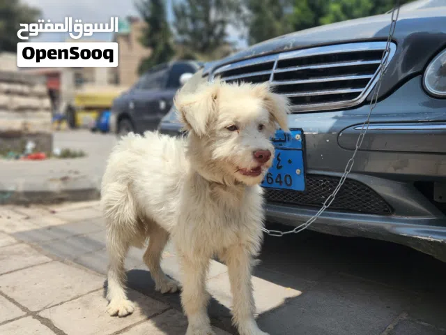 كلب بودل إسترالي عمرة شهرين