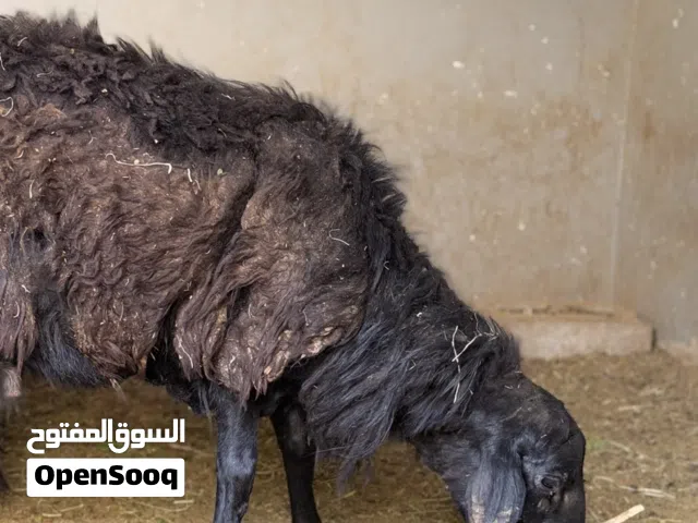 للبيع كبش محلي اسود بالكامل تربية