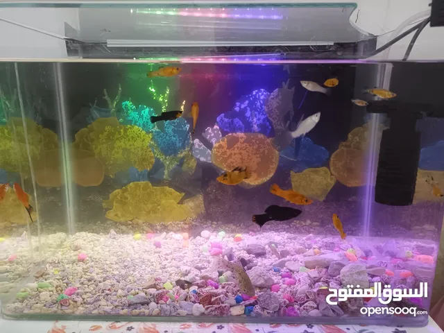 حوض سمك للبيع