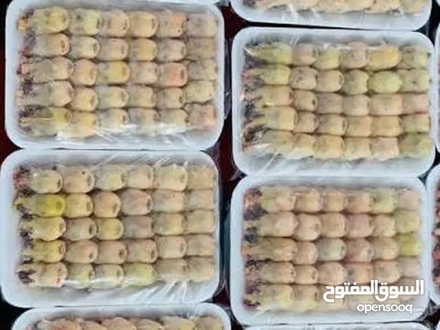 عصفور تين اكسترا للييع (حلال )