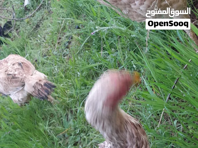 دجاج حجازي 3 دجاجات وقرقتين