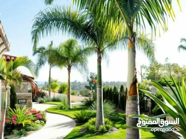 النخل الملكي رويل بام. متوفرا جميع انواع شتلات ومقاسات أشجار ظل