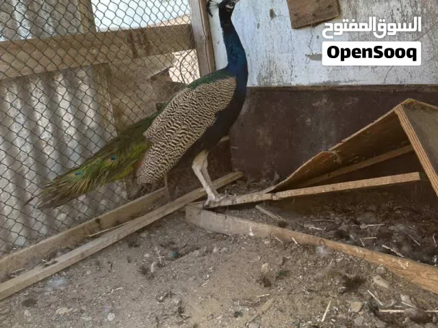 للبيع طاووس