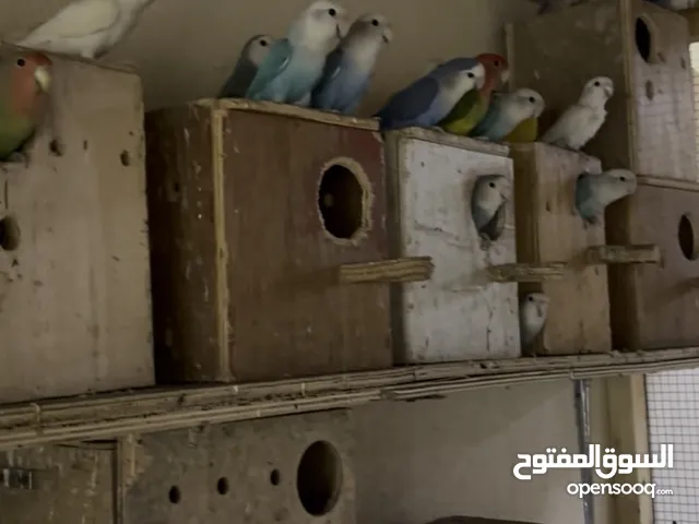 طيور حب أزواج منتجه