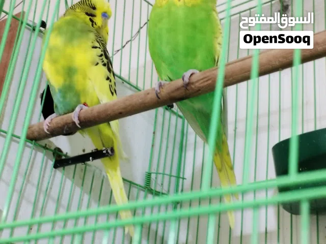 طيور حب انكليزي للبيع