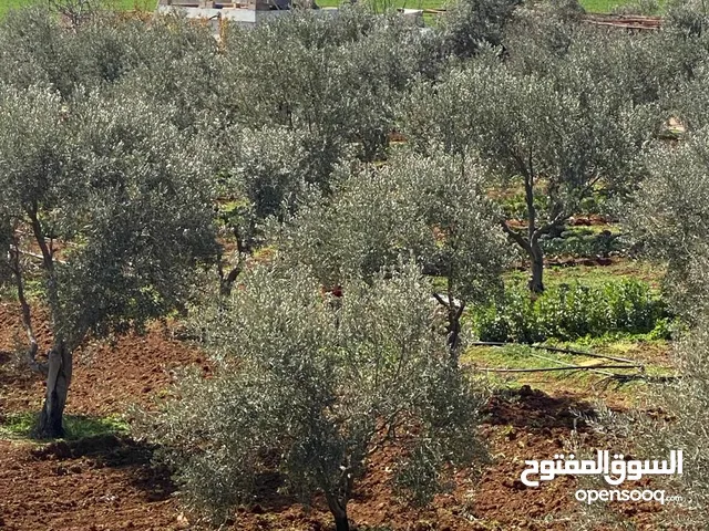Farm Land for Sale in Amman Umm Al-Amad