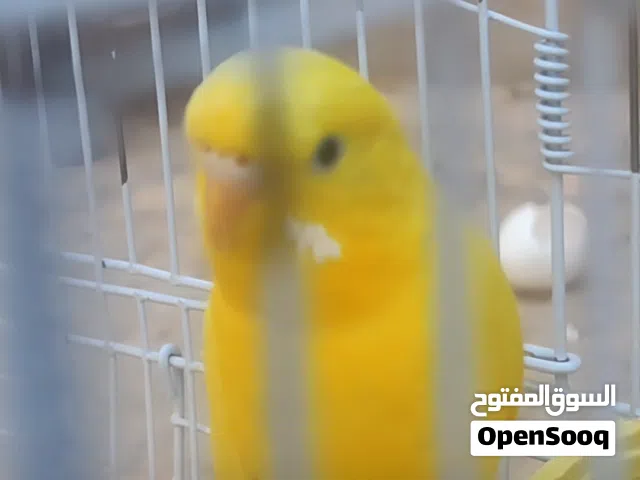 إنتايا بقلينو مالطية مش مصوقرة