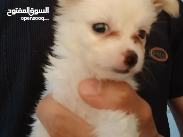 جرو بمورينين ميني حجم نادر