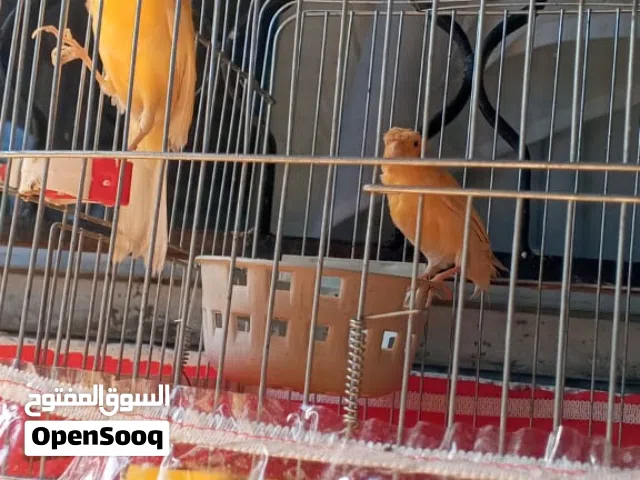 عصافير كنار جزري فاتح الانثى مقمبره