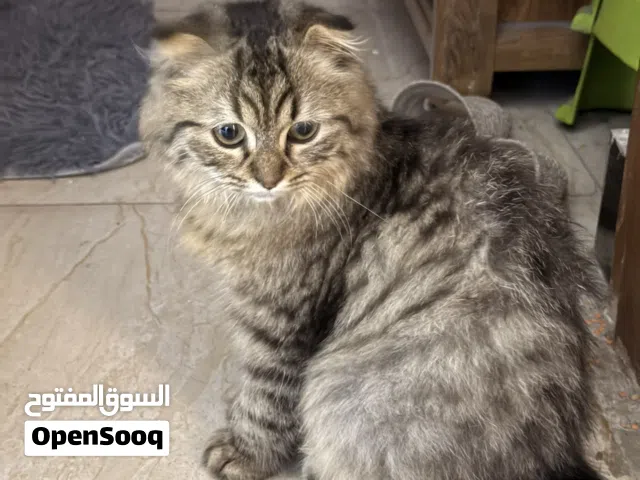 قطة سكوتش فولد حجمها صغير ذات شعر كثيف مع القفص الخاص بها