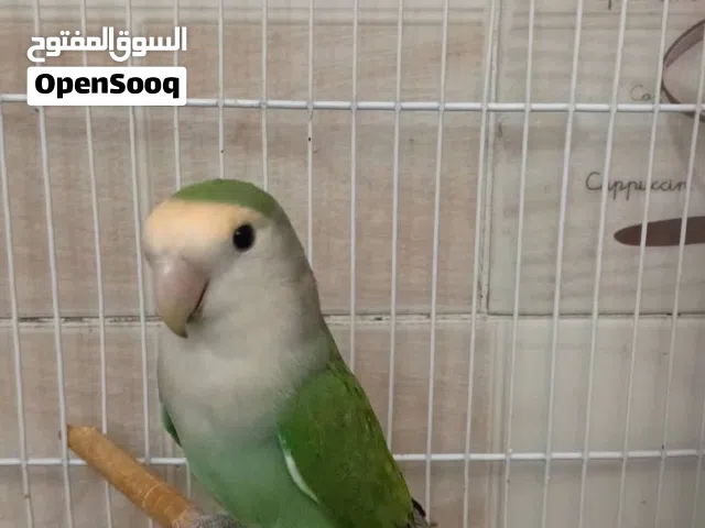 انثي روز السعر 100