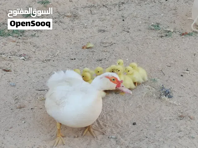 6 ادجاجات وسردوك فشيشتا 3 بطات ودكر