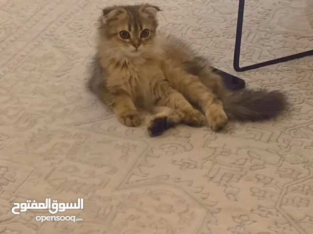 سكوتش فولد ذكر لونق هير بيور فخم