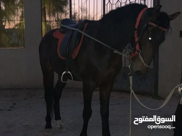 حصان للبيع ثلاث ارباع العمر 6 سنوات