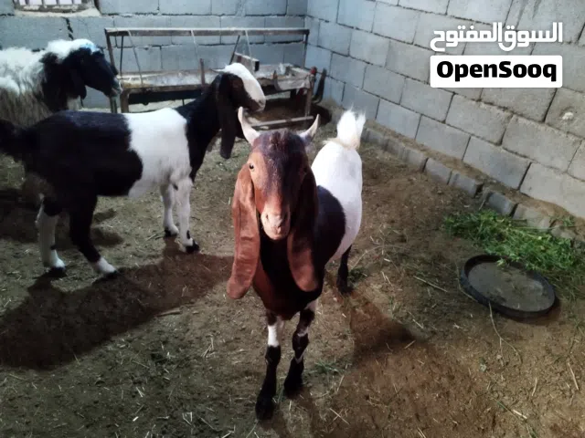 صخول افغاني نثيه وذكر صحه جيده العمر 8 اشهر السعر 550 العنوان حمدان ابي الخصيب