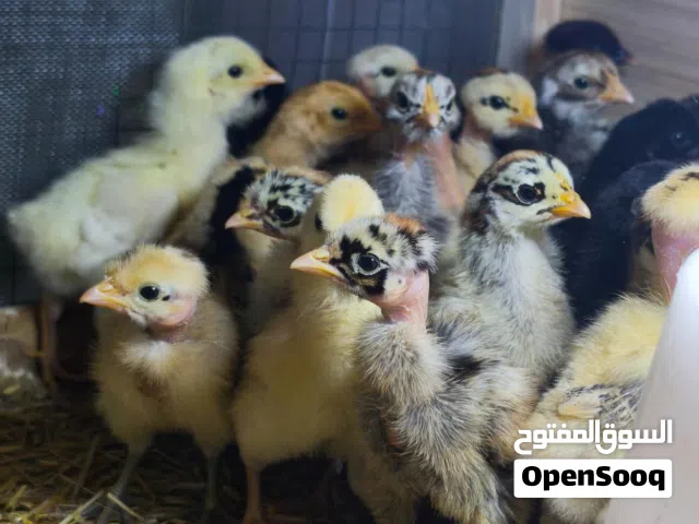 افراخ دجاج عرب وابو ركيبة عمر اسبوع