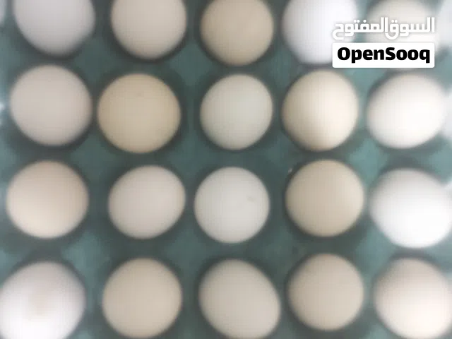 طبقى بيض دجاج ابو ركيبه وياهن ديجين وياهن ورد الباكله واسود وعربي الاصلي