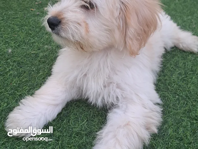 Maltese puppy