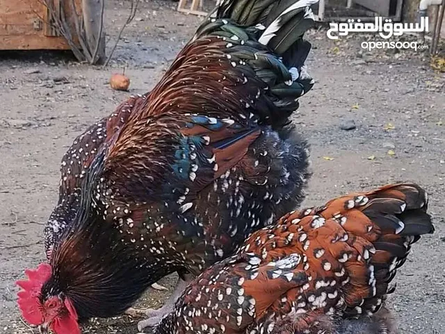 جاج ساكسي.