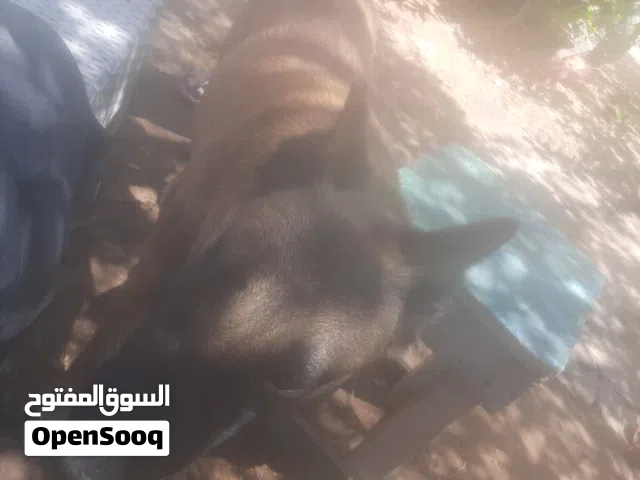كلابه البيع