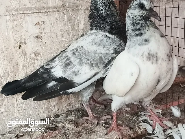زغلولين باكستاني اهالي قويه جدا في الطيران وبياكلوا كويس جدا جدا