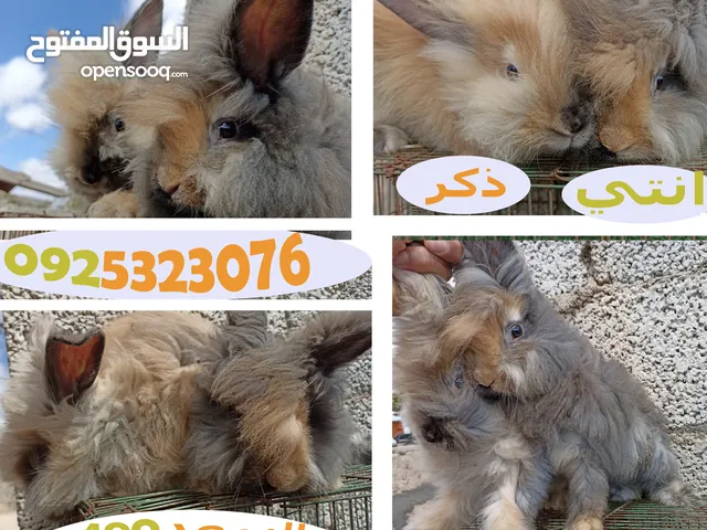 جوز ارانب الانقورا